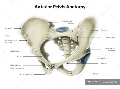 photos pubis|Female Anatomy: Labeled Diagrams (Inside and Outside).